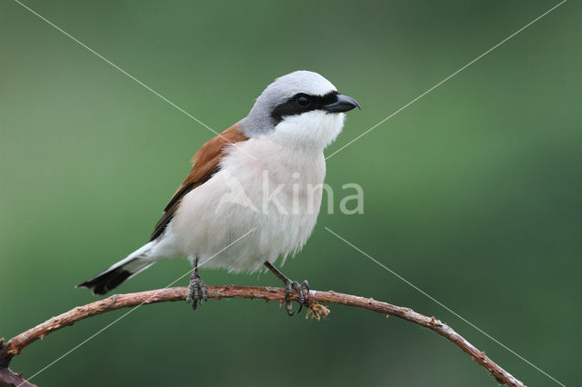 Grauwe Klauwier (Lanius collurio)