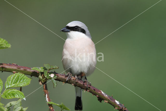 Grauwe Klauwier (Lanius collurio)