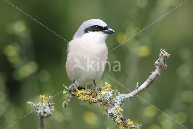 Grauwe Klauwier (Lanius collurio)