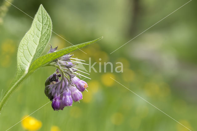 Gewone smeerwortel (Symphytum officinale)