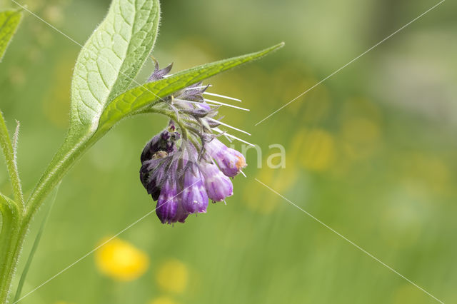 Common Comfrey (Symphytum officinale)