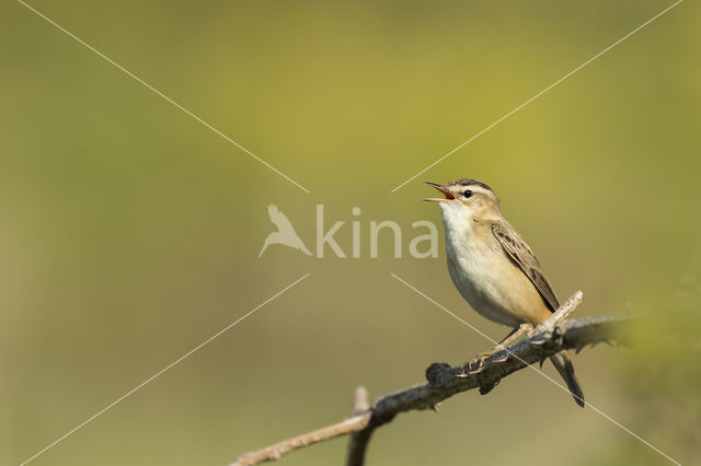 Rietzanger (Acrocephalus schoenobaenus)