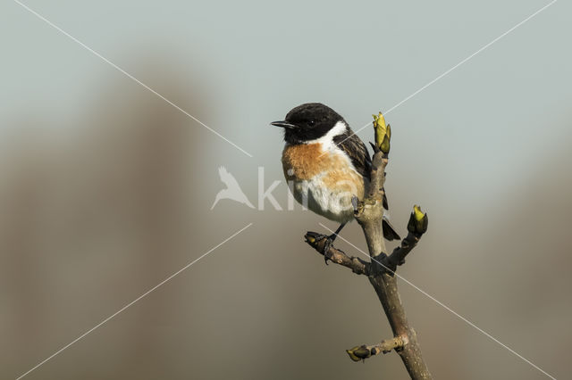 European Stonechat (Saxicola rubicola)