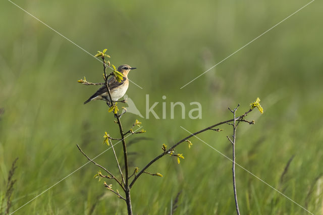 Northern Wheatear (Oenanthe oenanthe)