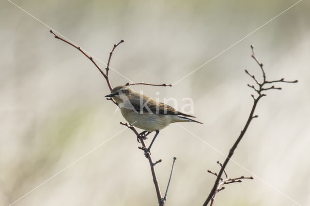 Northern Wheatear (Oenanthe oenanthe)