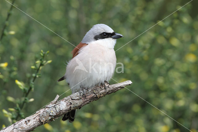 Grauwe Klauwier (Lanius collurio)