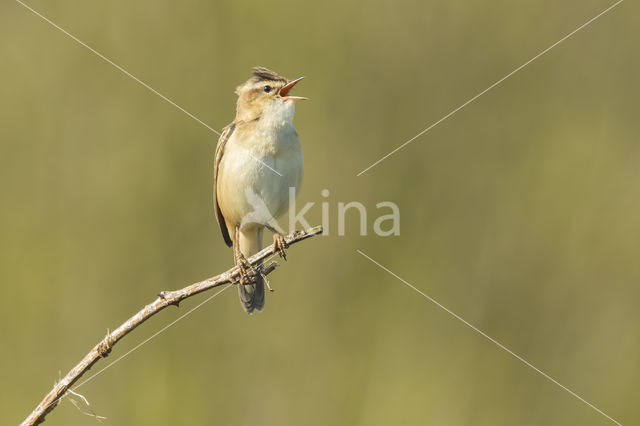 Rietzanger (Acrocephalus schoenobaenus)