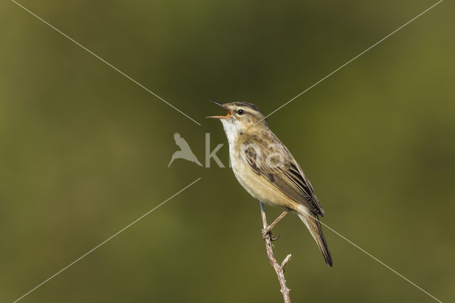 Rietzanger (Acrocephalus schoenobaenus)