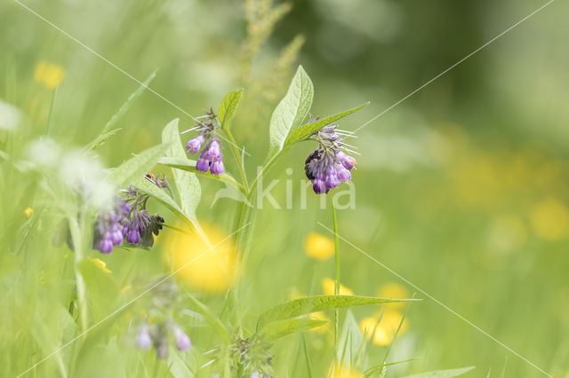 Gewone smeerwortel (Symphytum officinale)