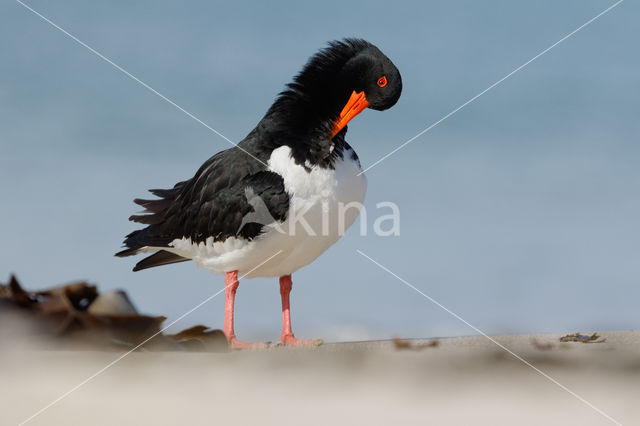 Oystercatcher (Haematopus ostralegus)