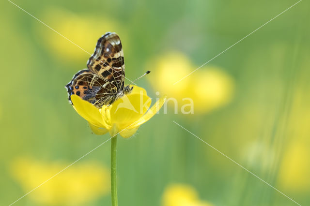 Landkaartje (Araschnia levana)