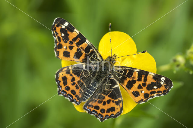 Landkaartje (Araschnia levana)
