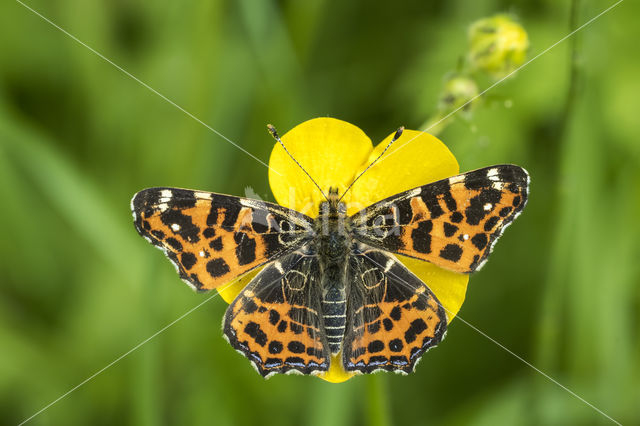 Landkaartje (Araschnia levana)