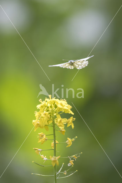 Oranjetipje (Anthocharis cardamines)