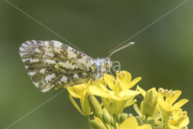 Oranjetipje (Anthocharis cardamines)