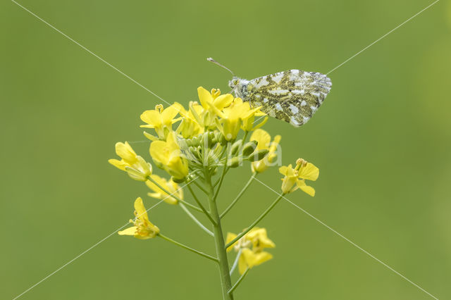 Oranjetipje (Anthocharis cardamines)