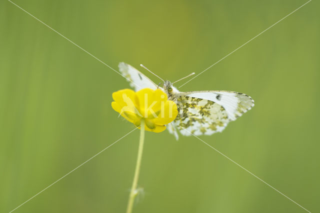 Oranjetipje (Anthocharis cardamines)