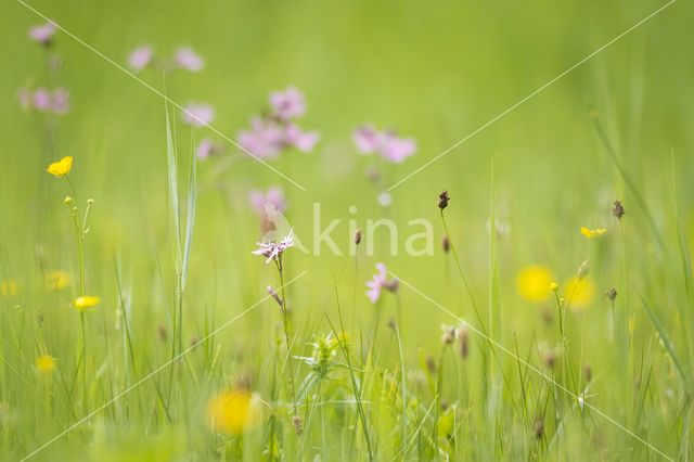 Echte koekoeksbloem (Lychnis flos-cuculi)