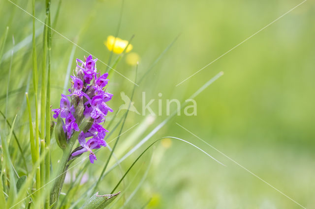 Bosorchis (Dactylorhiza fuchsii)