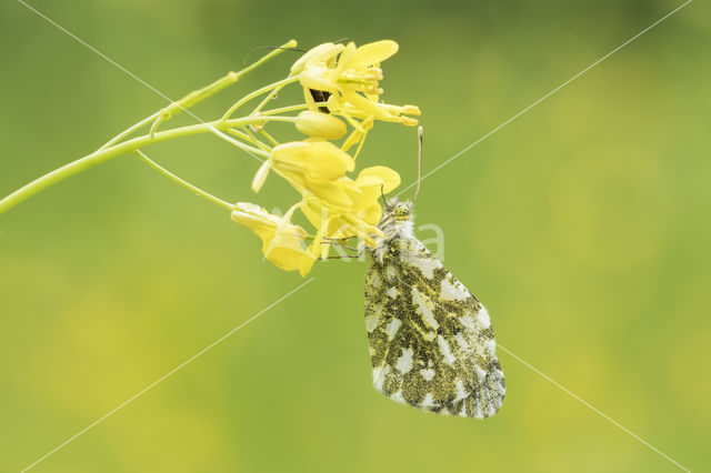 Oranjetipje (Anthocharis cardamines)