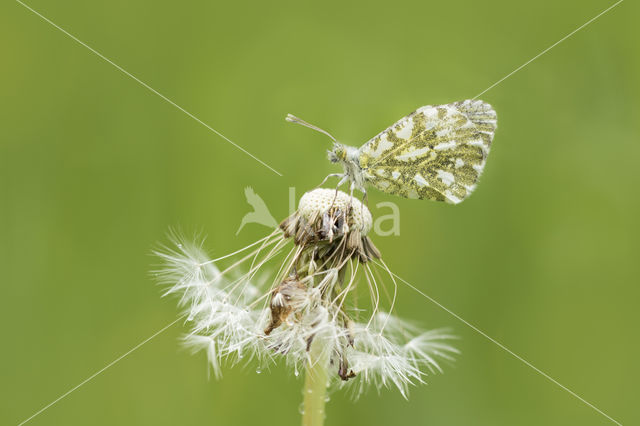 Oranjetipje (Anthocharis cardamines)