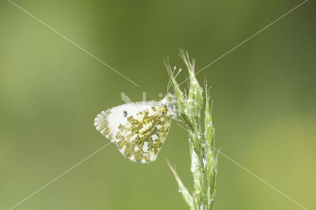 Oranjetipje (Anthocharis cardamines)