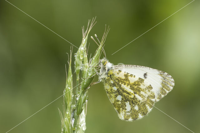 Oranjetipje (Anthocharis cardamines)