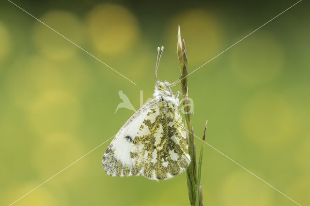 Oranjetipje (Anthocharis cardamines)