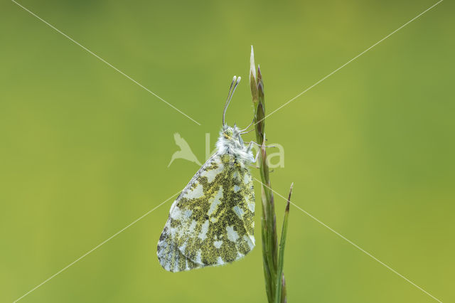 Oranjetipje (Anthocharis cardamines)