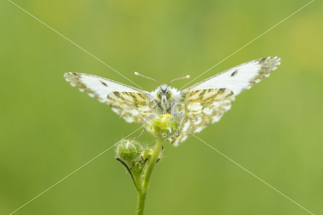 Oranjetipje (Anthocharis cardamines)