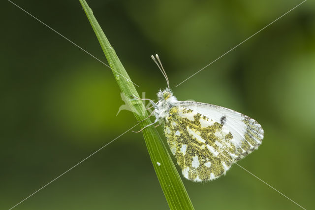 Oranjetipje (Anthocharis cardamines)