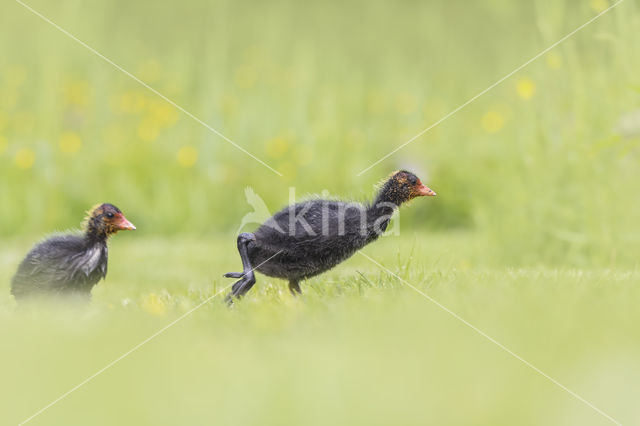 Common Coot (Fulica atra)