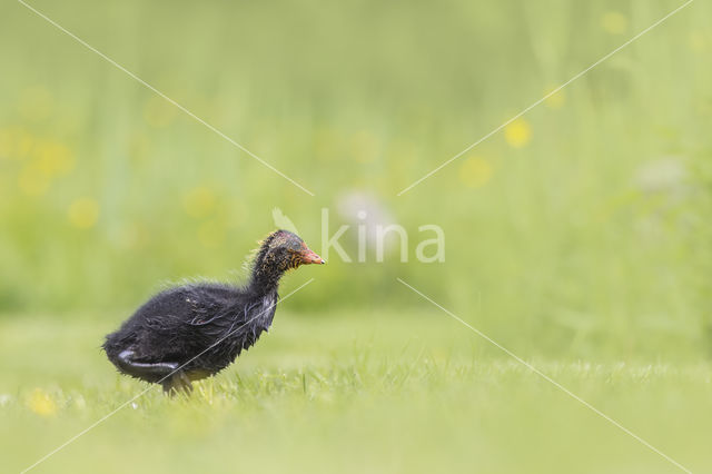 Meerkoet (Fulica atra)