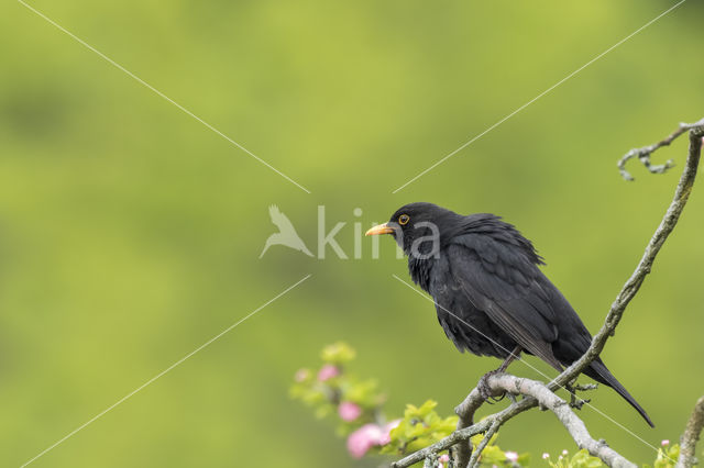 Eurasian Blackbird (Turdus merula)
