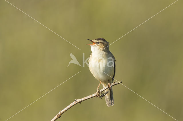 Rietzanger (Acrocephalus schoenobaenus)