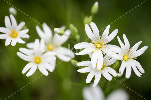 Greater Stitchwort (Stellaria holostea)