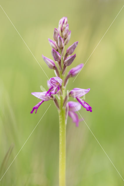 Monkey Orchid (Orchis simia)