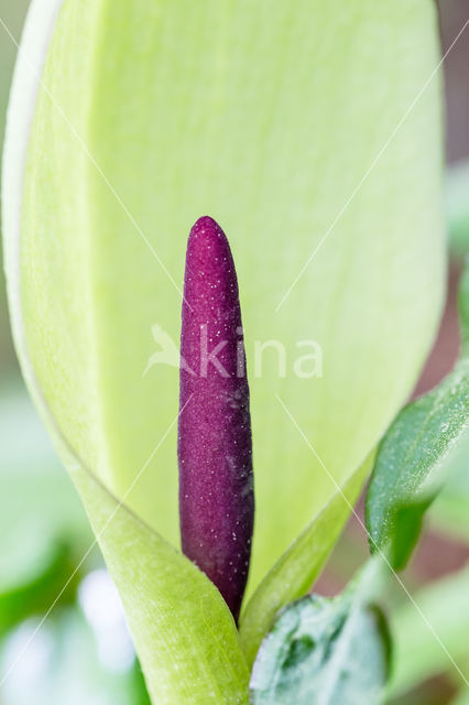 Gevlekte aronskelk (Arum maculatum)