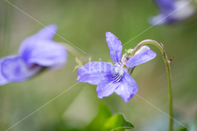 Bleeksporig bosviooltje (Viola riviniana)