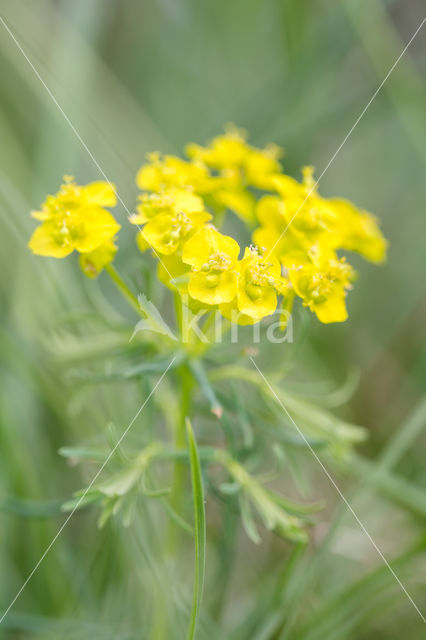 Cypress Spurge (Euphorbia cyparissias)