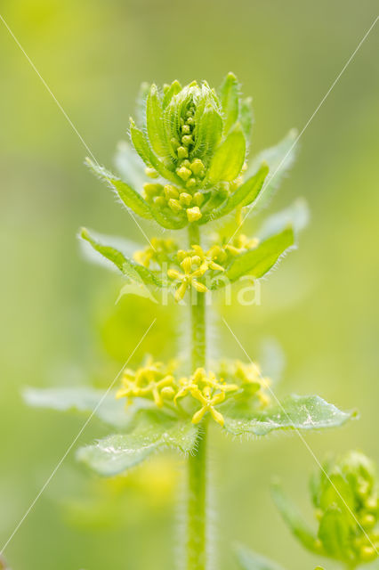 Kruisbladwalstro (Cruciata laevipes)