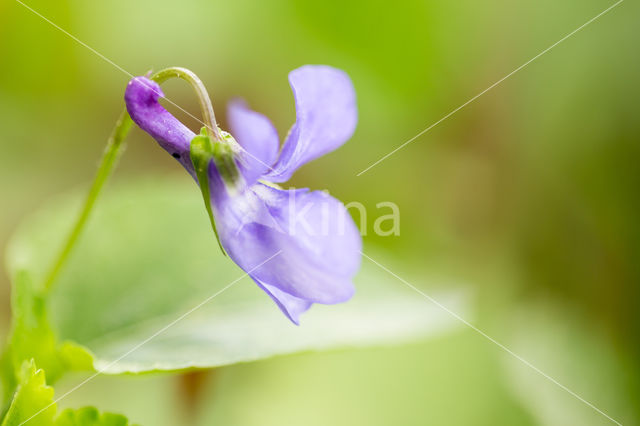 Early Dog-violet (Viola reichenbachiana)