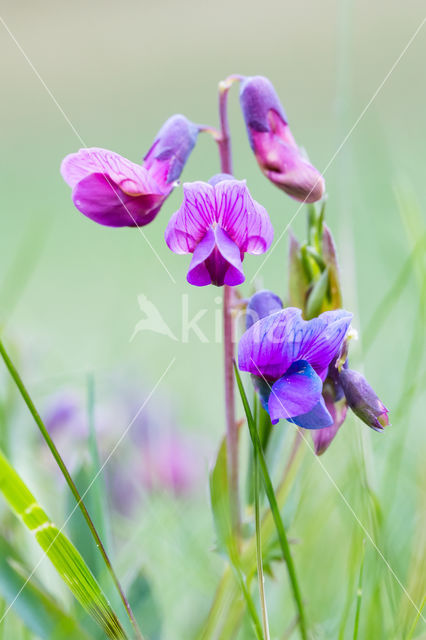 Bitter Vetchling (Lathyrus linifolius)