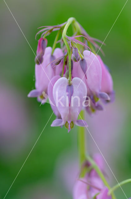 Gebroken hartje (Dicentra)