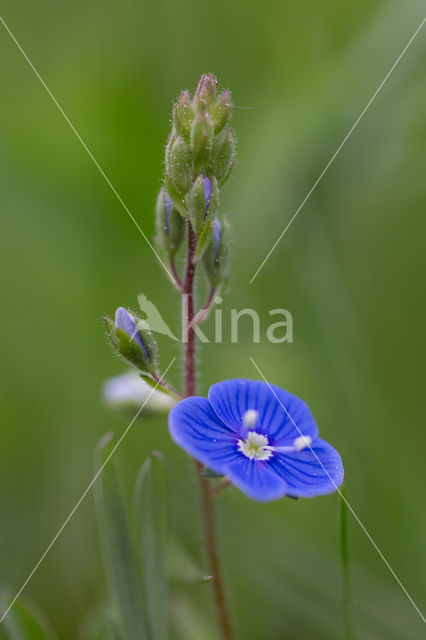 Germander Speedwell (Veronica chamaedrys)