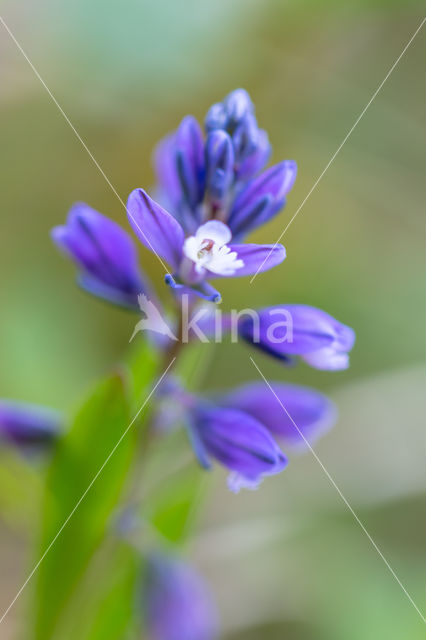 Common Milkwort (Polygala vulgaris)