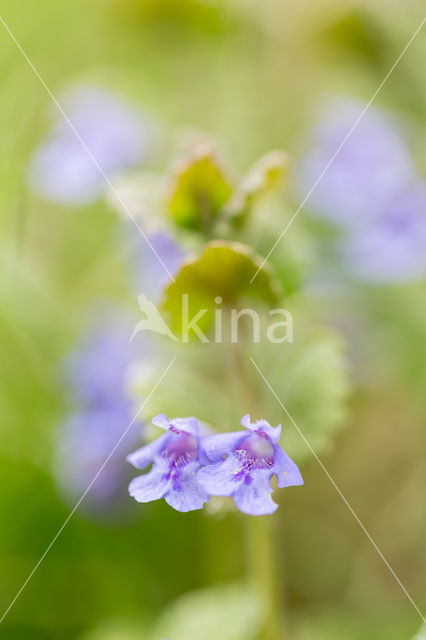 Ground Ivy (Glechoma hederacea)