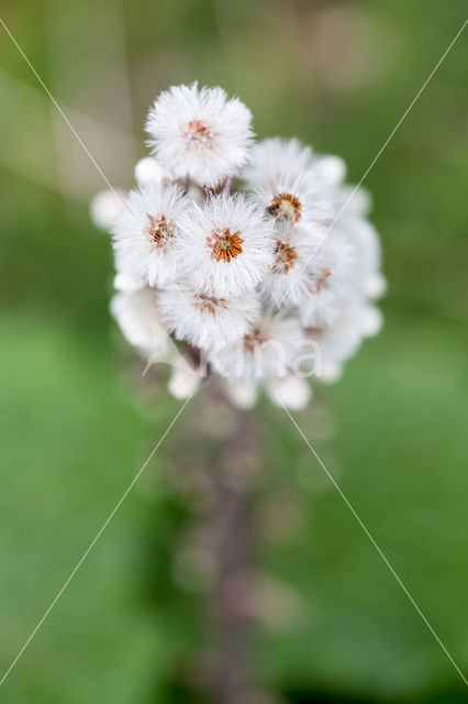 Butterbur (Petasites hybridus)