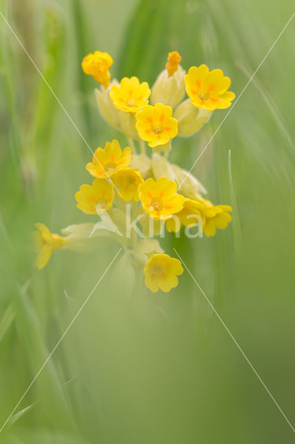 Gulden sleutelbloem (Primula veris)