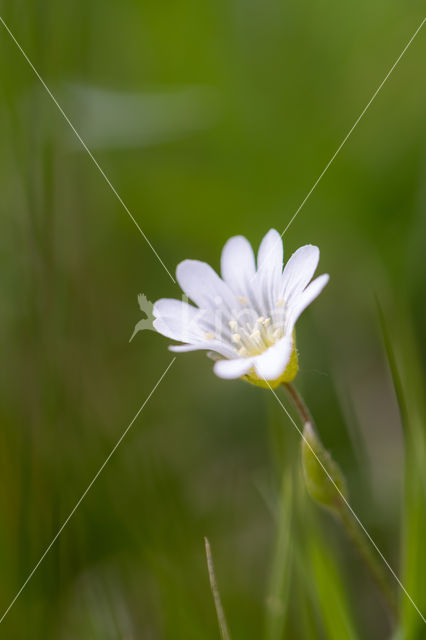 Hoornbloem (Cerastium spec.)